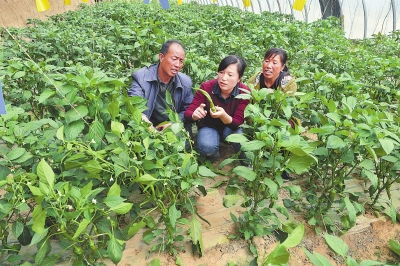 定西临洮县蔬菜服务队队长为村民讲解蔬菜种植知识
