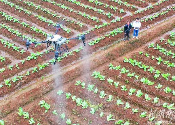 眼下正值田间农作物病虫害防治关键时期,该县农业农机部门积极开展
