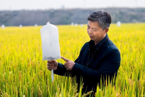 农作物病虫害防控泰州这个地方成了全国首批示范县