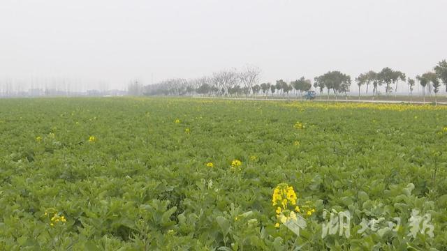 钟祥最新农业植保信息显示,各地"两夏"作物病虫害将呈中等偏重程度